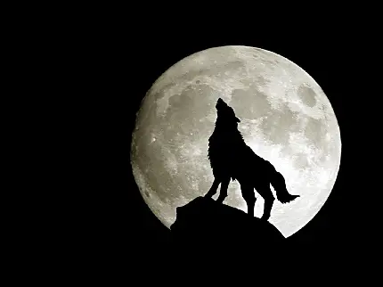 عکس پروفایل دلنشین و منحصر به فرد از زوزه گرگ در ماه