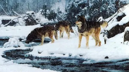 پربیننده ترین عکس پروفایل از گرگ ها در طبیعت برفی سرد