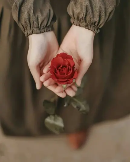 عکس استوک اچ دی از گل رزی قشنگ در میان دو دست