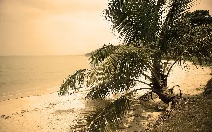 پرطرفدار ترین عکس قدیمی ساحل گرم برای پروفایل