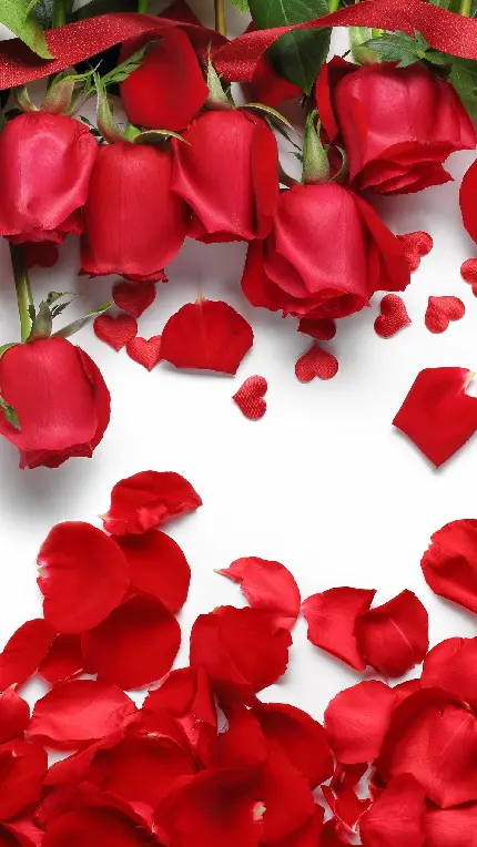 عکس گلبرگ قرمز گل رز در پس زمینه سفید برای کاور هایلایت