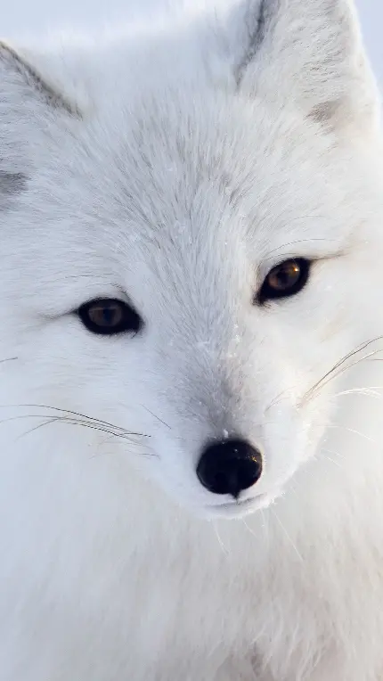 پس زمینه از روباه سفید قطبی جذاب و نظاره گر
