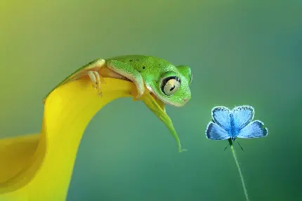 دانلود عکس استوک باکیفیت از تقابل جالب قورباغه و پروانه خوشگل