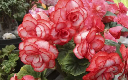 زمینە باکیفیت عالی از گلهای درشت دو طیفی صورتی و قرمز