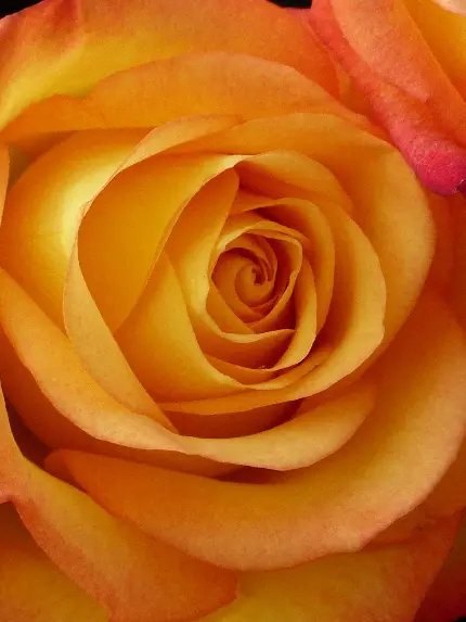 دانلود رایگان عکس استوک درخشان از گل رز با کیفیت HD 