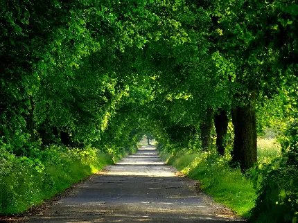 پس زمینه جدید جاده در طبیعت با درختان سبز در دو طرف