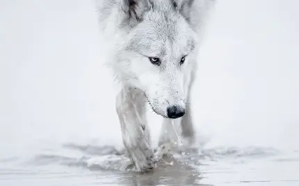 پر بیننده ترین تصویر زمینه گرگ سفید برای ویندوز  10 و 11