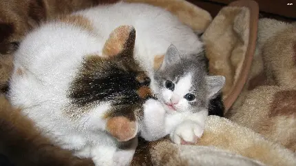دانلود تصویر بچه گربه کیوت و چشم آبی کنار مادرش