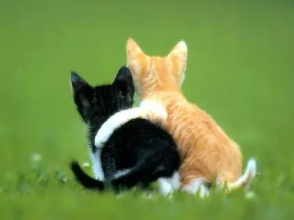 تصویر جديد و بامزه دو گربه کیوت با تم دوستانه مناسب اینستاگرام