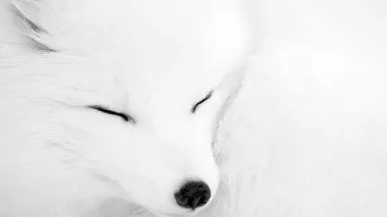 تصویر روباه سفید قطبی جذاب و زیبا در خواب خوش
