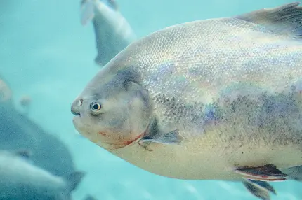 عکس پروفایل ماهی بزرگ نقره ای خندان در زیر آب با کیفیت خوب