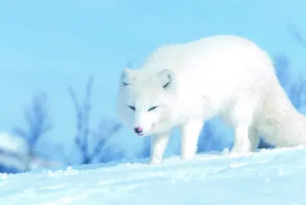 تصویر روباه سفید قطبی با قیافه ای مرموز در میان برف ها