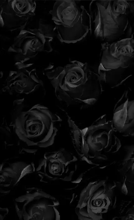 دانلود والپیپر سیاه جذاب و زیبا گل رز مشکی برای پس زمینه و پروفایل