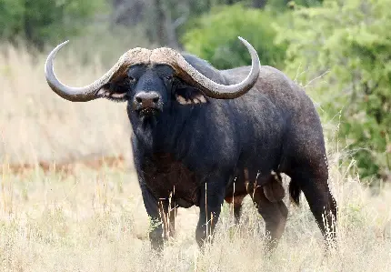 تصویر زیبا و دیدنی از گاو وحشی بوفالو Buffalo یا بوفالوی سیاه آفریقایی