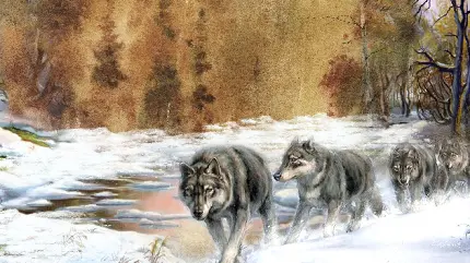 تصویر دیجیتالی Full HD از گله درنده گرگ ها در برف