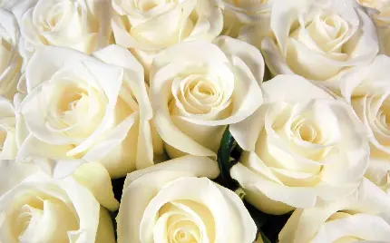 جدیدترین بک گراند متشکل از تعداد زیادی گل رز سفید شبیە بە هم