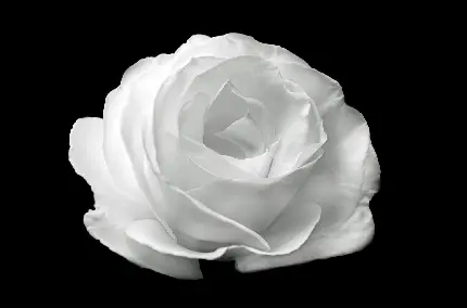 عکس زمینە گل رز سفید بی‌روح باکیفیت خوب در زمینە مشکی