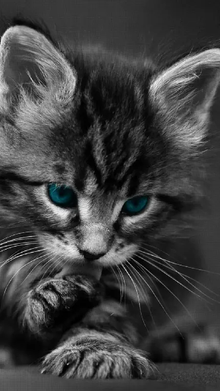 شگفت انگیزترین پوستر باکیفیت اچ دی از گربه جدی با چشمان آبی بی‌نظیر