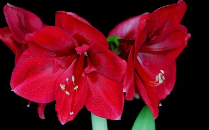 عکس گل لیلیوم قرمز با زمینه مشکی برای پروفایل 