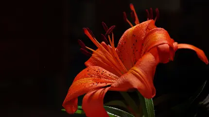 والپیپر گل نارنجی رنگ بزرگ در طبیعت باکیفیت اچ دی