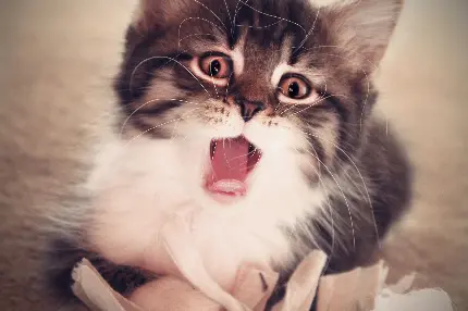 نمای خاص و هنری از گربه دوست داشتنی برای ویندوز 12