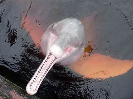 عکس از دلفین صورتی در رودخانه آمازون