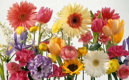 تصویر زمینه گل های قشنگ و رنگارنگ با کیفیت ویژه 