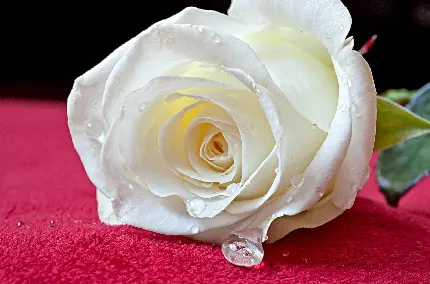 دانلود تصویر شیک و امروزی گل رز سفید با قطرە‌‌های شبنم و زمینە زرشکی