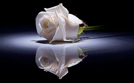 عکس زمینە آینە‌ای از گل رز سفید در فضای مشکی