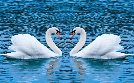 تصویر عاشقانه از قوی زیبای سفید رنگ در دریای زیبای آبی