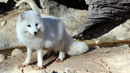 والپیپر روباه سفید قطبی با لبخندی خاص و شیک