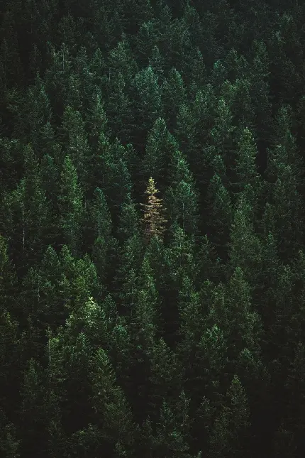 دانلود والپیپر تماشایی از انبوه درختان کاج با تم سبز تاریک