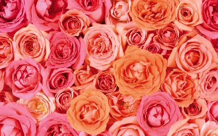 بک گراند پرطرفدار گل رز هلویی رنگ با کیفیت عالی 4K 