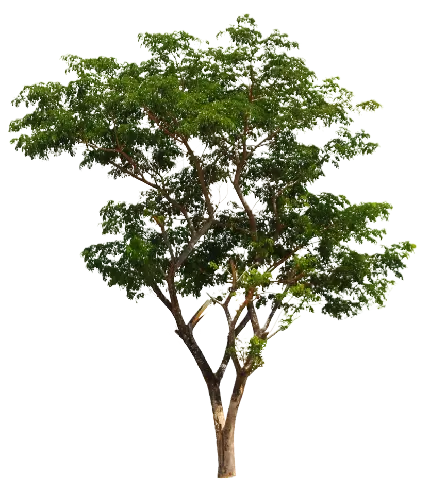 PNG درخت به رنگ سبز بسیار خوشگل مختص PhotoShop