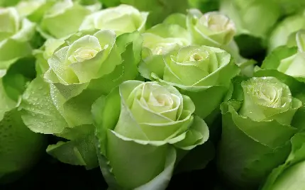 عکس دوست داشتنی از دستە گل رز سبز رنگ باکیفیت عالی مناسب واتساپ