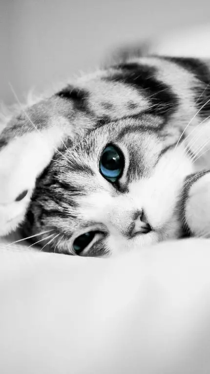 ناب‌ ترین پوستر سیاه و سفید از گربه ملوس با چشمان آبی