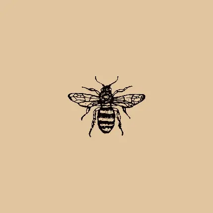 تصویر جدید از الگوی کشیدن زنبور عسل با کیفیت عالی 