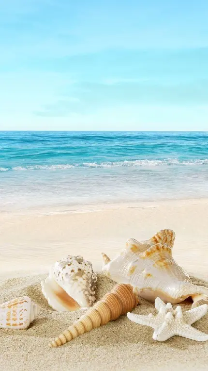 تصویر زمینه تابستانی مناسب با طرح صدف ساحلی برای آیفون 13