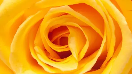 دانلود رایگان عکس جذاب از گل رز خوشرنگ از زاویه نزدیک 