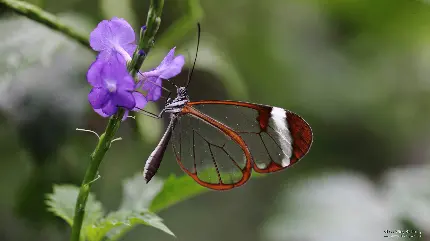 بک گراند دلپذیر از پروانه خوشگل روی گل بنفش