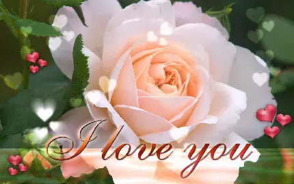 دانلود والپیپر دوست دارم و گل رز صورتی عاشقانه و رمانتیک