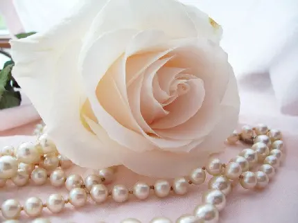 بک گراندی قشنگ از گردنبند مرواریدی صدفی و گل رز سفید مناسب تلگرام