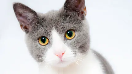 عکس گربه زیبا با رنگ سفید و خاکستری و چشم های رنگی