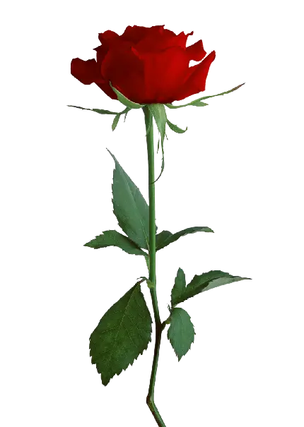 تصویر زیبا با طرح یک شاخه گل رز PNG دوربری شده برای زمینه فتوشاپ 