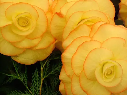 بک گراند 3 گل بگونیا بزرگ کرمی رنگ با کناره ی نارنجی مناسب ویندوز