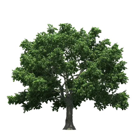 چاپ پوستر دانلود PNG درخت برای فتوشاپ با کیفیت فول اچ دی 