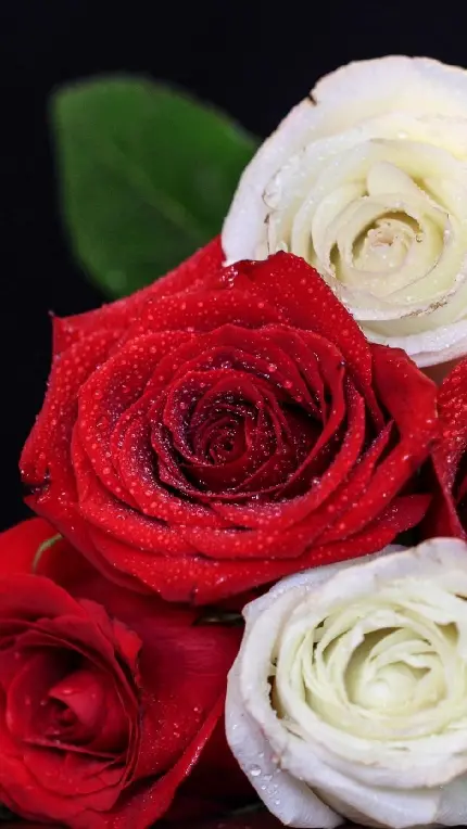 تصویر زمینه جدید گل رز قرمز و سفید برای گوشی اپل با کیفیت ویژه
