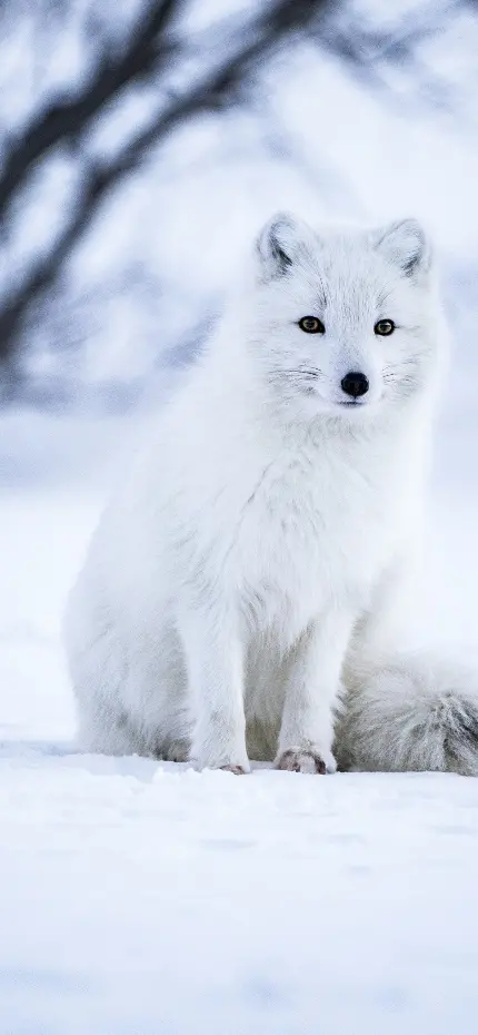 بک گراند شیرین و جذاب از روباه سفید قطبی