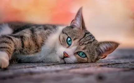 تصویر گربه معصوم با چشمان سبز آبی با کیفیت HD 