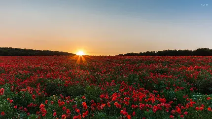 تصویر زمینە سحرآمیز از دشت وسیع گل‌های شقایق قرمز رنگ وحشی و لحظە غروب خورشید